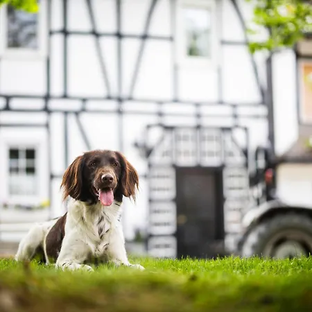 Hof Koehne - Haus Am Spielplatz - Schweinchen