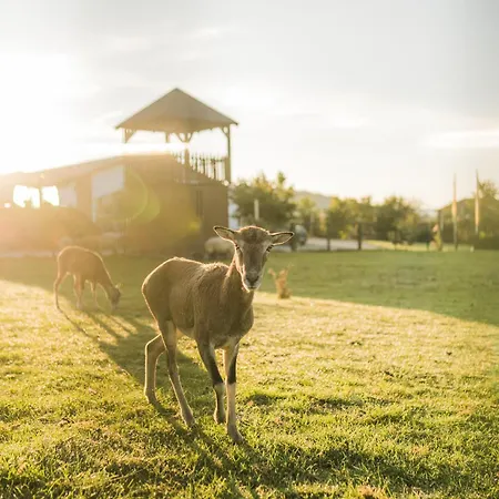 Hof Koehne - Haus Am Spielplatz - Schweinchen * Schmallenberg